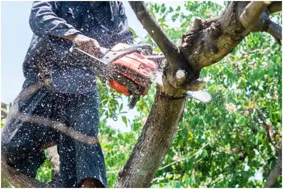 tree services Keysville